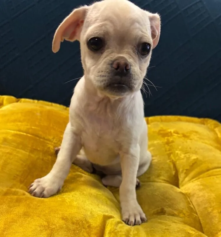 Snuggle the Puggle thumbnail 3