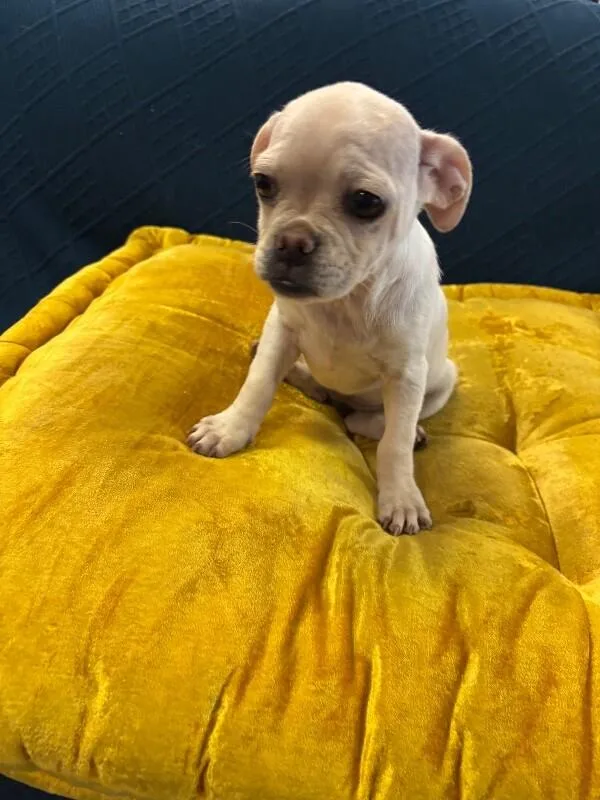 Snuggle the Puggle thumbnail 5