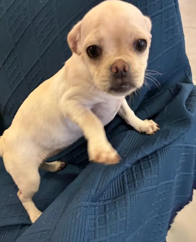 Snuggle the Puggle thumbnail 6