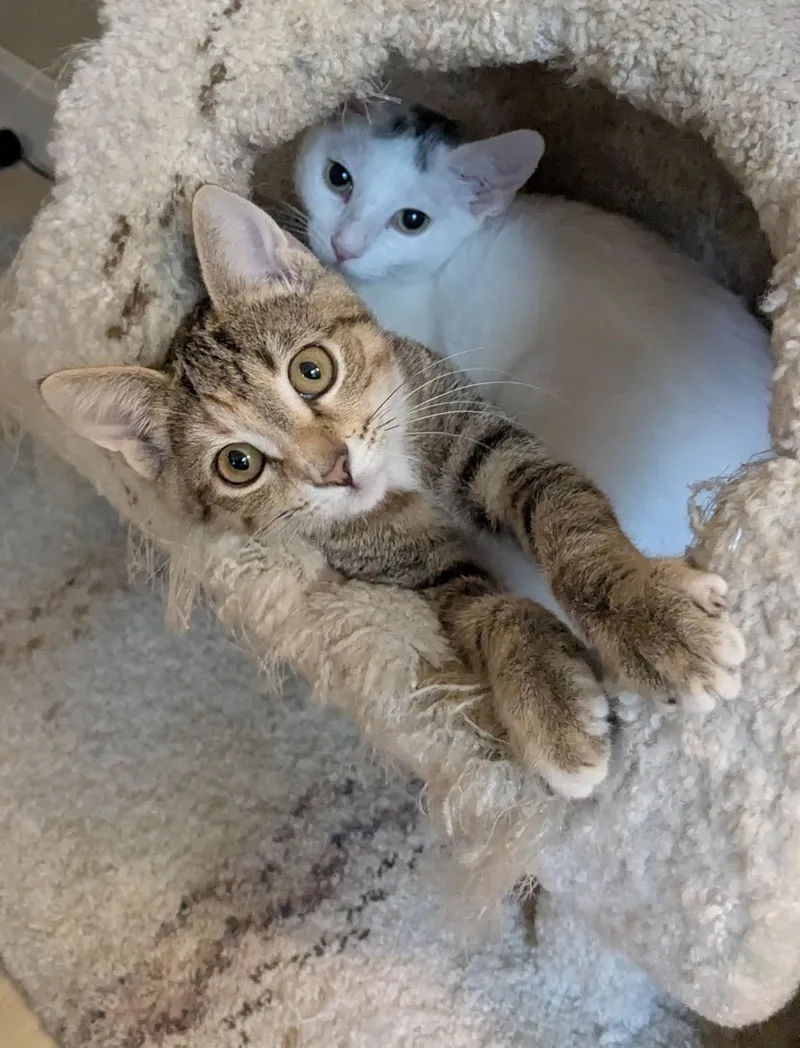 A baby medium-sized male Domestic Short Hair cat named Lavender and Lotus for adoption in East Falmouth, MA