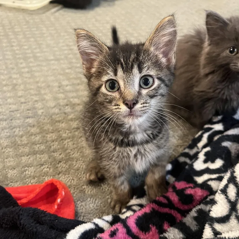 A baby small-sized male Brown / Chocolate Domestic Short Hair cat named Hawkeye for adoption in Evanston, IL