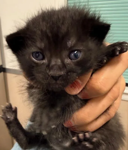 A baby small-sized female Domestic Short Hair cat named Special for adoption in Santa Maria, CA