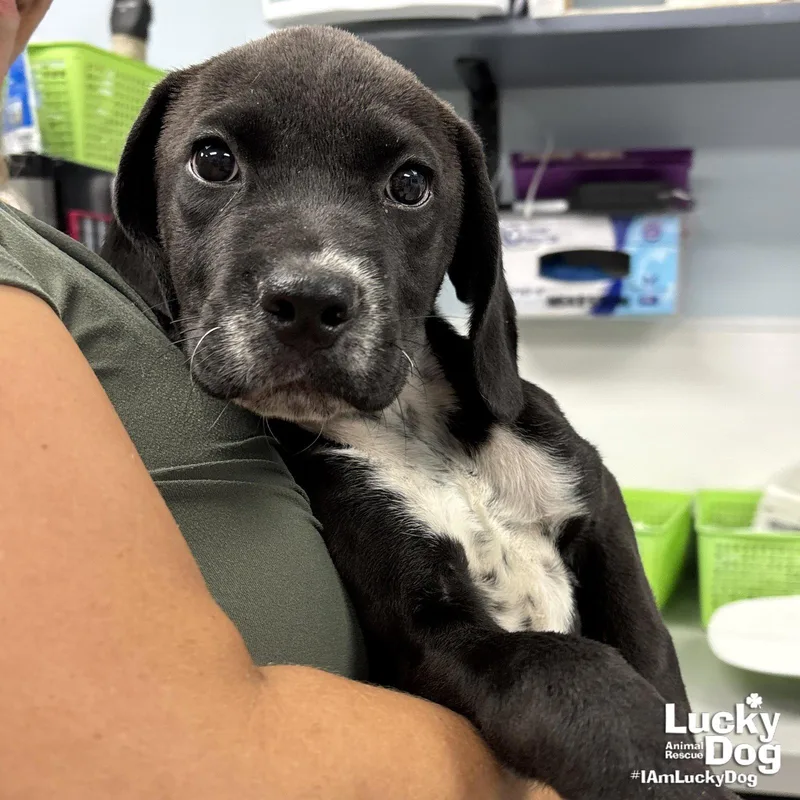 A baby medium-sized female Labrador Retriever dog named Linda for adoption in Washington, DC