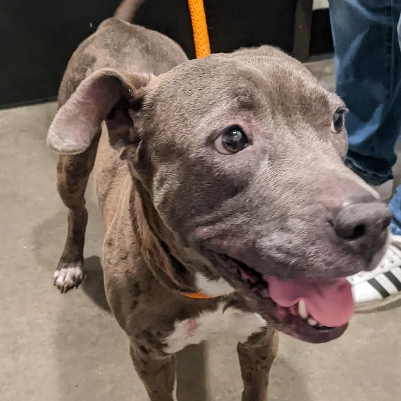 An adult medium-sized female Brown / Chocolate Terrier dog named Gloria for adoption in Clearwater, FL