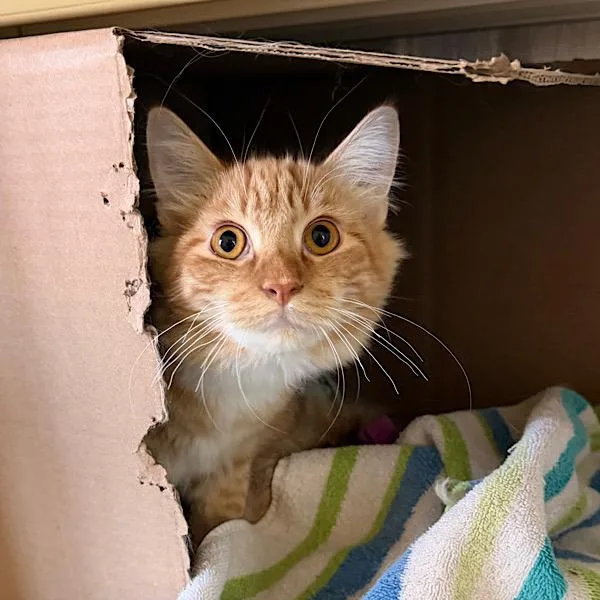 A young small-sized male Domestic Medium Hair cat named Milo for adoption in Des Moines, IA