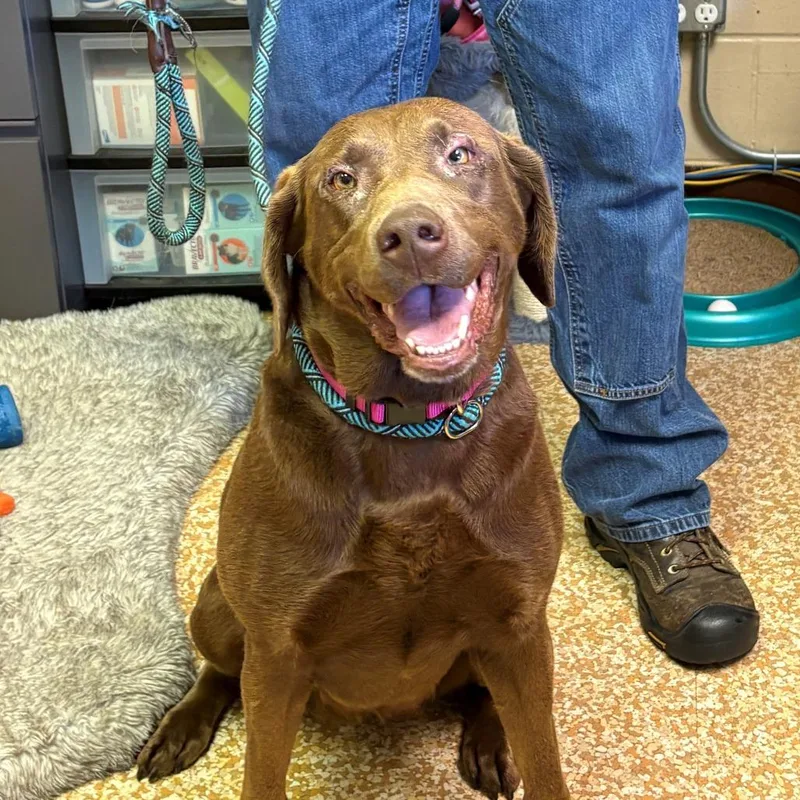 An adult large-sized female Brown / Chocolate Chocolate Labrador Retriever dog named Karma for adoption in Chehalis, WA