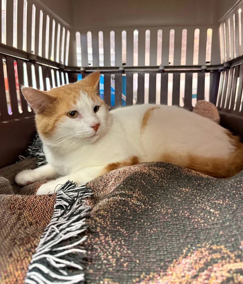 An adult medium-sized male Domestic Short Hair cat named Skrillex for adoption in Columbia, SC