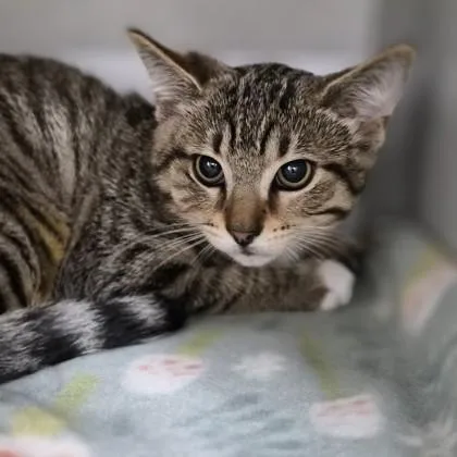 A baby small-sized female Domestic Short Hair cat named Baby Girl for adoption in Sacramento, CA