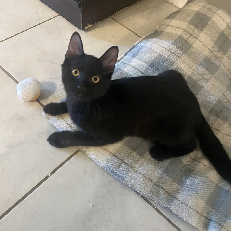 A young medium-sized male Black Domestic Short Hair cat named Aragon for adoption in Litchfield Park, AZ