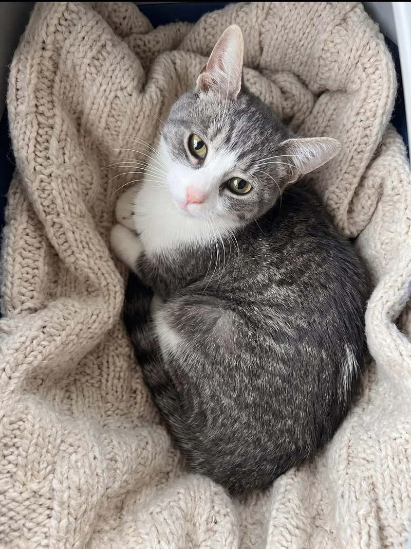 An adult medium-sized female Domestic Short Hair cat named Lilac for adoption in Honeoye, NY