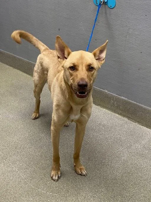 An adult large-sized male Belgian Shepherd / Malinois dog named Koa for adoption in Las Vegas, NV