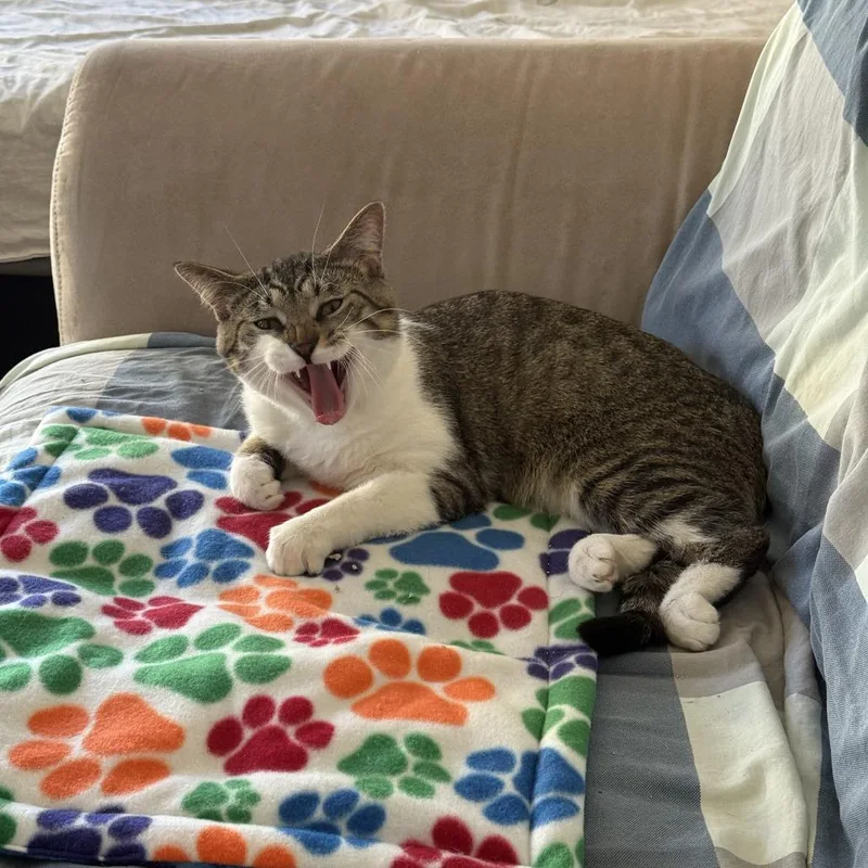 An adult medium-sized male Tabby (Brown / Chocolate) Domestic Short Hair cat named Mater for adoption in Evanston, IL