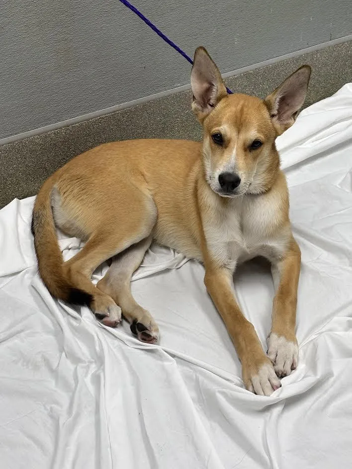 A young large-sized male Carolina Dog dog named Zeus for adoption in Las Vegas, NV