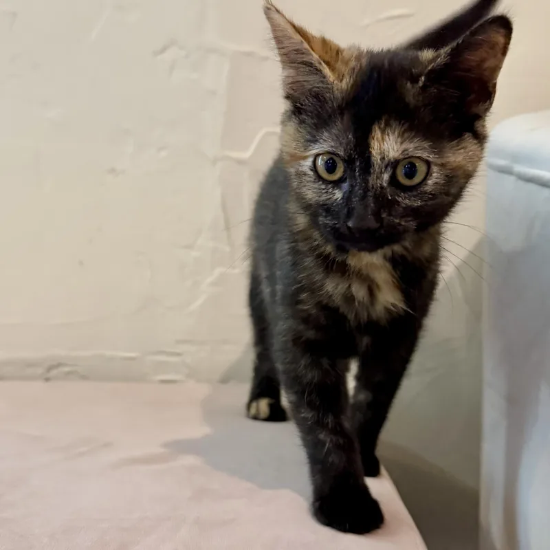 A baby medium-sized female Tortoiseshell Domestic Short Hair cat named Cinquain for adoption in Richmond, VA
