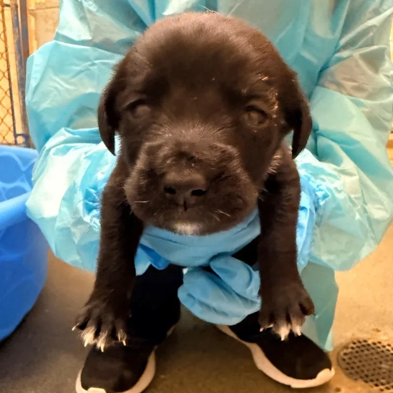 A baby small-sized male Black Mixed Breed dog named Mickey for adoption in Corinth, MS