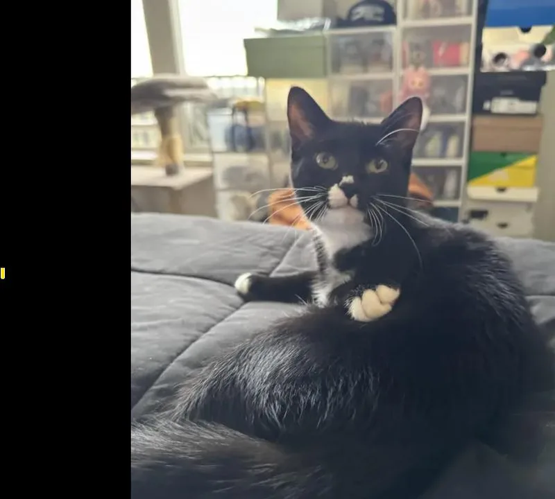 Little Foot thumbnail 2