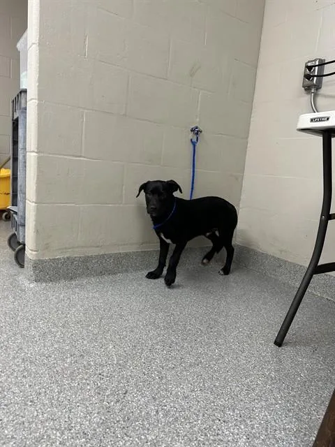 A baby small-sized male Labrador Retriever dog named Mojo Jojo for adoption in Pasadena, TX