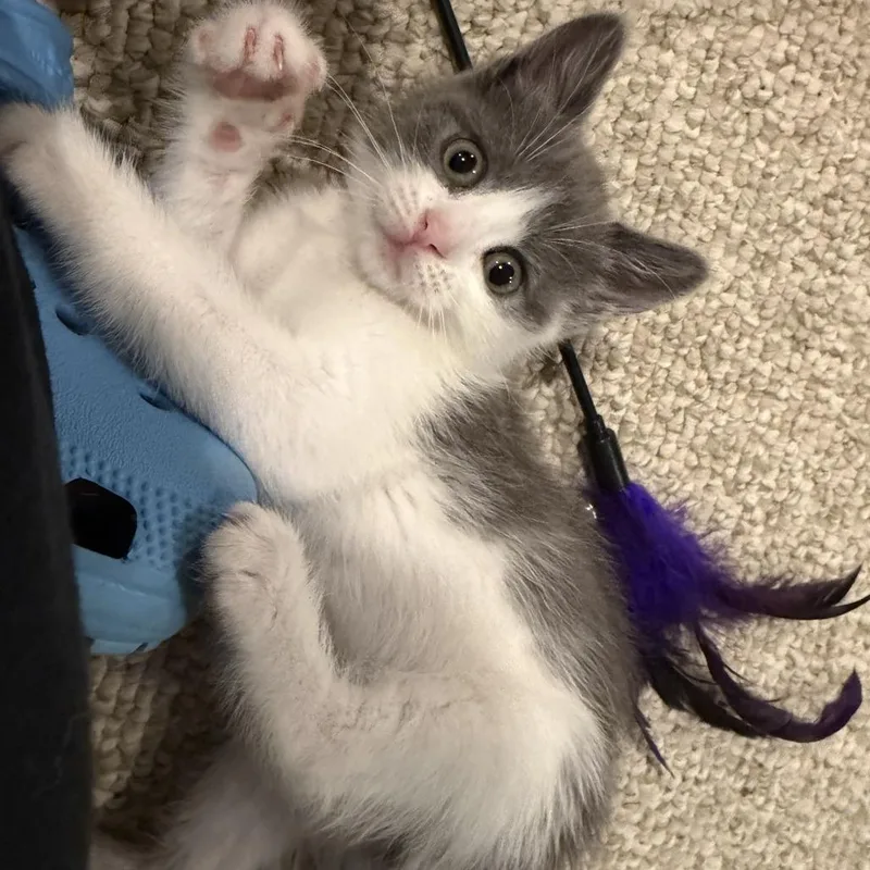 A baby small-sized female Gray / Blue / Silver Domestic Short Hair cat named Dolly Parton for adoption in North Branford, CT
