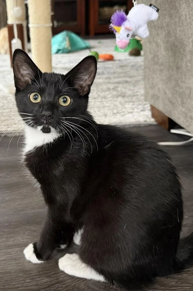 A baby small-sized male Black & White / Tuxedo Domestic Short Hair cat named Buck for adoption in Vancouver, WA