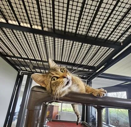 An adult medium-sized male Brown / Chocolate Domestic Short Hair cat named Stevie for adoption in Dubuque, IA