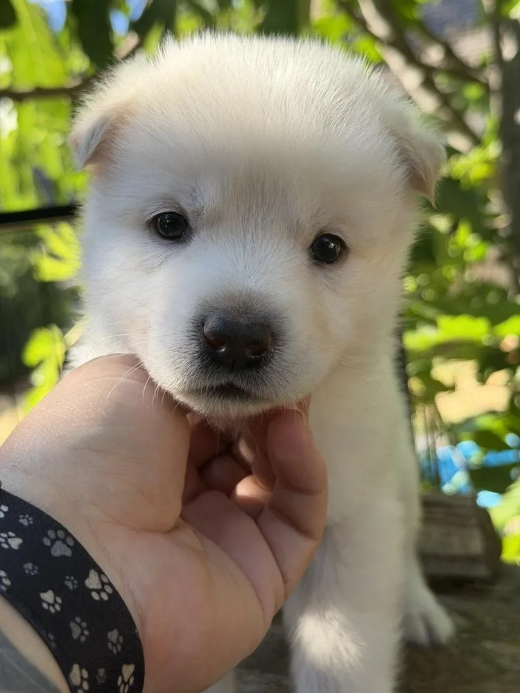 A baby large-sized female White / Cream German Shepherd Dog dog named Stormfly for adoption in Pleasant Hill, CA