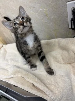 An adult small-sized male Domestic Short Hair cat named Kale for adoption in Honolulu, HI