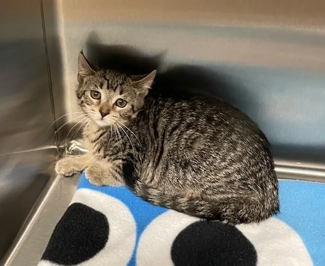 A young medium-sized female Tabby (Brown / Chocolate) Domestic Short Hair cat named Beth for adoption in Prudenville, MI