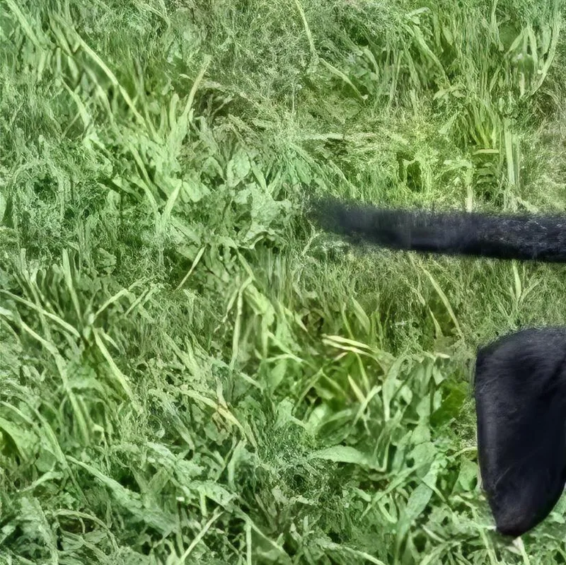 Pumba