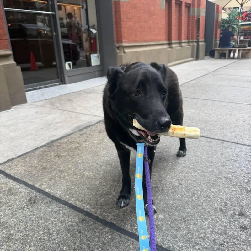 A senior large-sized male Black Labrador Retriever dog named Obi for adoption in New York, NY