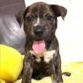 A baby small-sized male Terrier dog named Danny for adoption in Tampa, FL