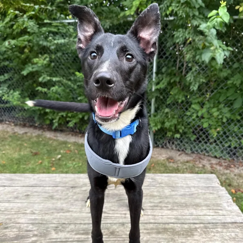A young medium-sized male Black Mixed Breed dog named Astro for adoption in Muncie, IN