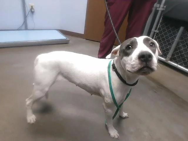 An adult large-sized female Pit Bull Terrier dog named Chiquita for adoption in Phoenix, AZ