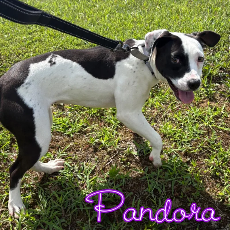 A young medium-sized female Pit Bull Terrier dog named Pandora for adoption in Hillsboro, OH