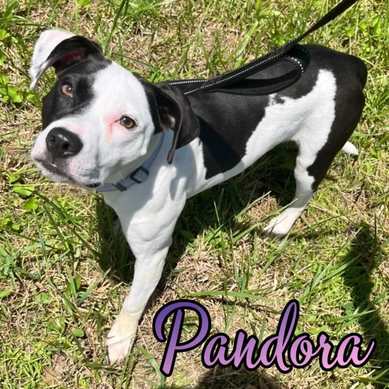 Pandora thumbnail 2