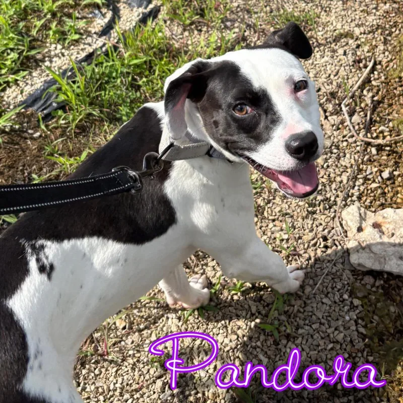 Pandora thumbnail 3