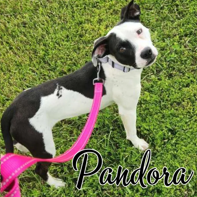 Pandora thumbnail 4