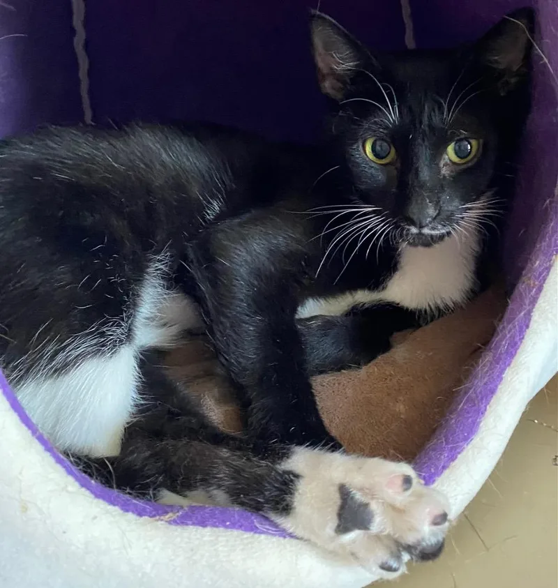 A young medium-sized female Domestic Short Hair cat named Tootsie for adoption in Cumming, GA
