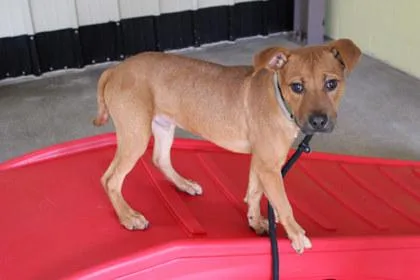 An adult large-sized male Pit Bull Terrier dog named Otto for adoption in Kansas City, MO
