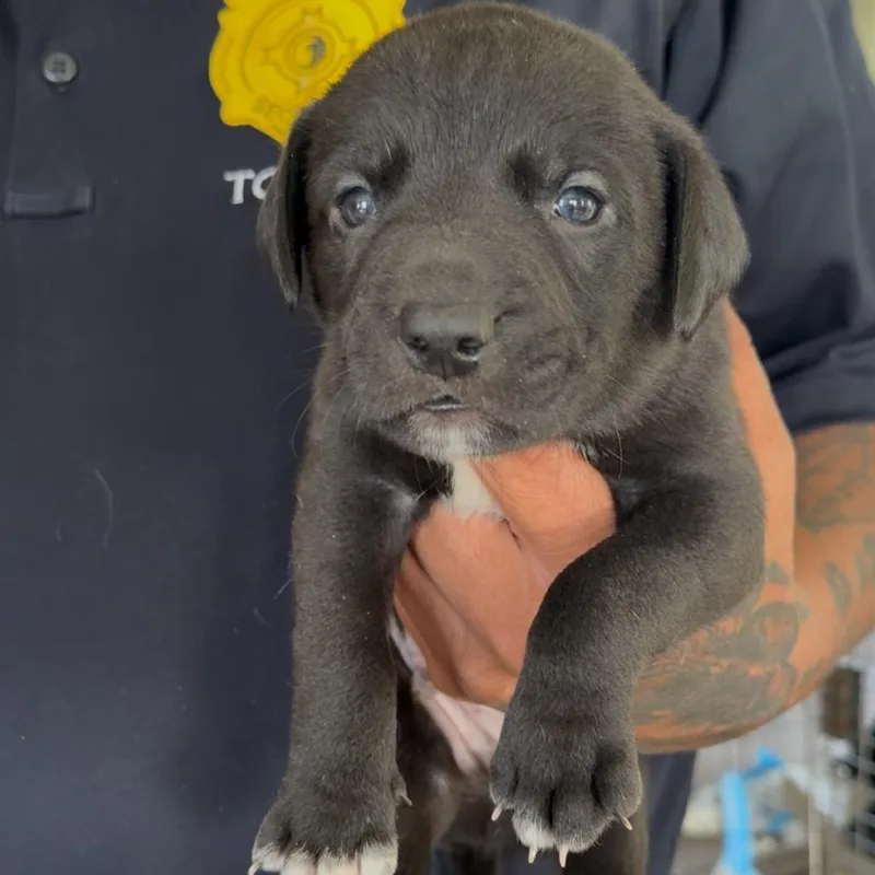 A baby small-sized male Black Pit Bull Terrier dog named Breaux for adoption in Detroit Lakes, MN