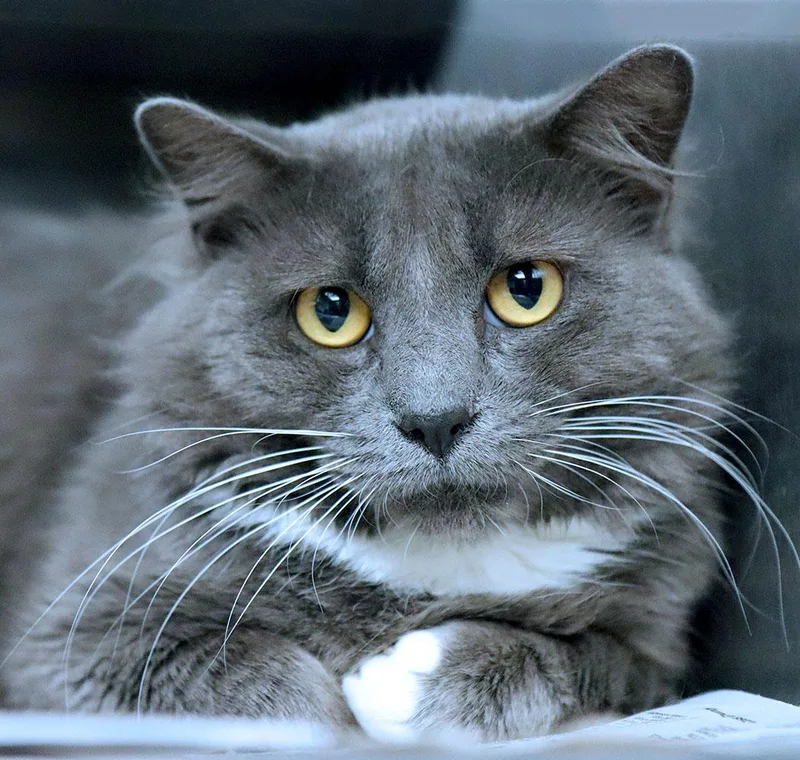 A young large-sized male Gray & White Domestic Medium Hair cat named Matty for adoption in Kansas City, KS