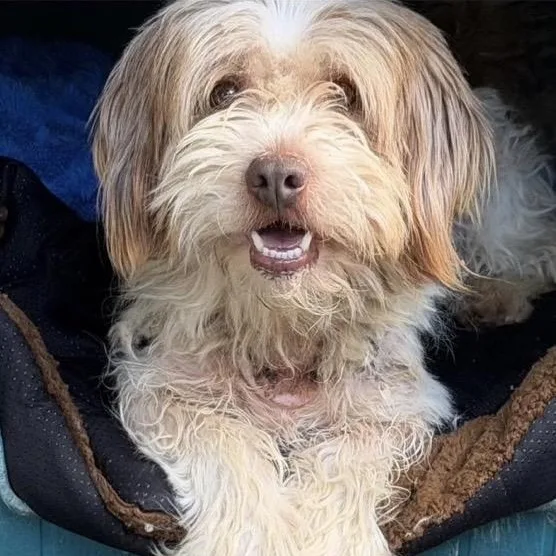 An adult small-sized male Havanese dog named Harvey for adoption in Santa Rosa, CA