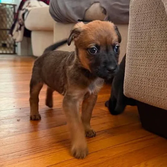 A baby large-sized female Brown / Chocolate German Shepherd Dog dog named Everest for adoption in Fredericksburg, VA