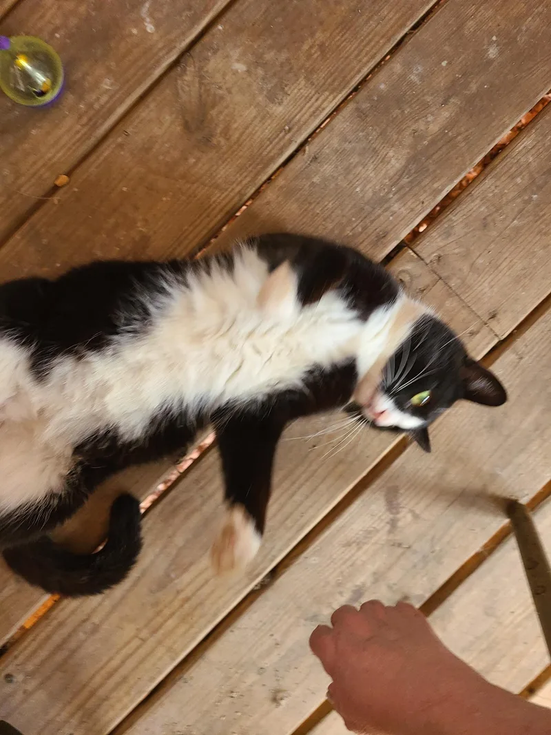 Pistachio thumbnail 2