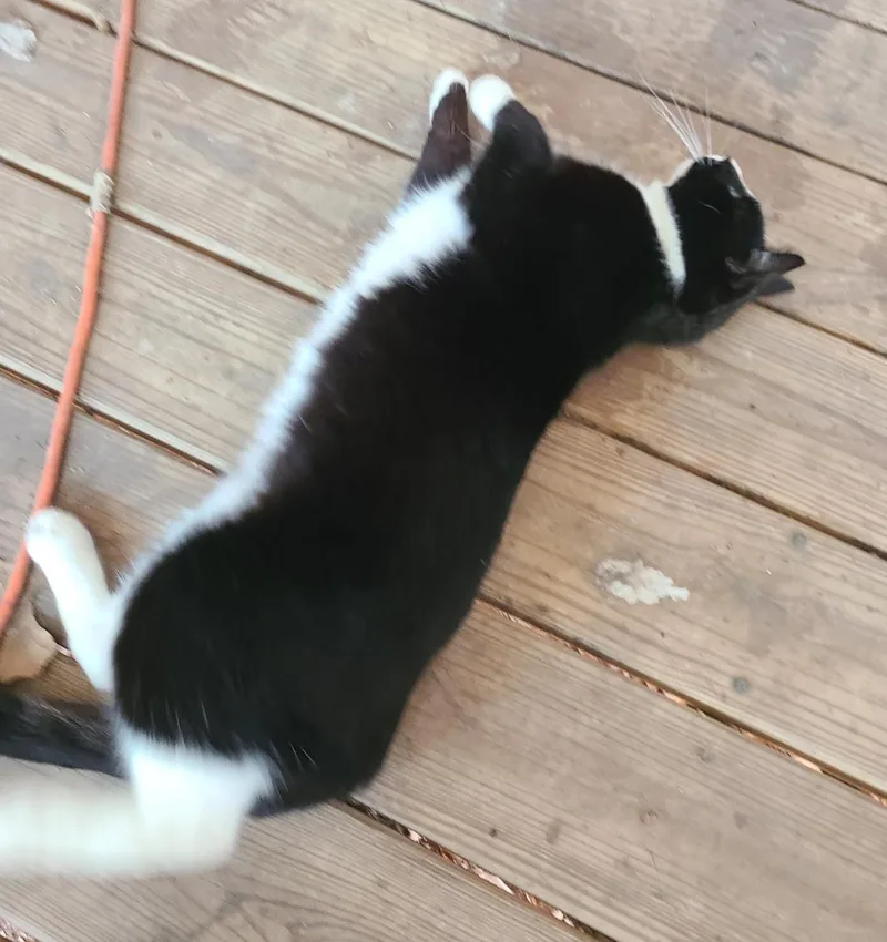 Pistachio thumbnail 3