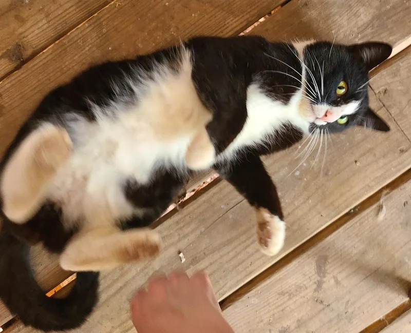 Pistachio thumbnail 5