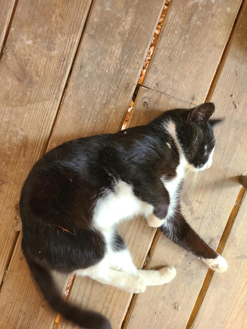 Pistachio thumbnail 6