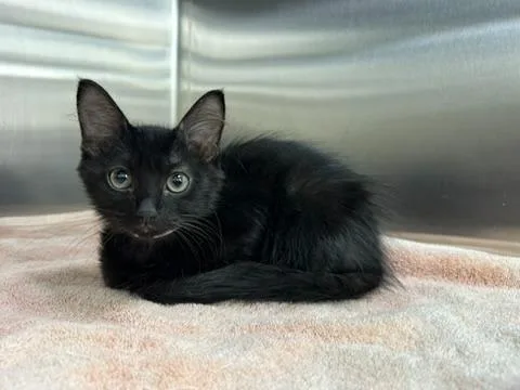 A baby small-sized female Domestic Short Hair cat named Glo for adoption in Thousand Oaks, CA