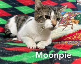 An adult medium-sized female Gray & White Domestic Short Hair cat named Moon Pie for adoption in Sullivan, IN