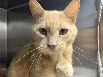 A senior large-sized male Domestic Short Hair cat named Wooly for adoption in Bishop, GA