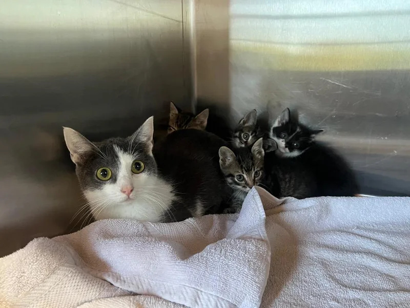 A young medium-sized female Domestic Short Hair cat named Yaya for adoption in Murray, KY